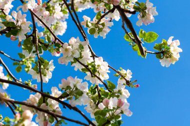 Çiçek açan elma ağacı. Mavi gökyüzüne karşı çiçek açan elma dalları. Kopyalama alanı ile.