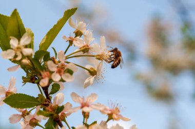 Kiraz çiçekleri üzerinde arı. Kiraz şişkinliğine yakın çekim. Kiraz çiçekleri yemyeşil. Seçici odak.