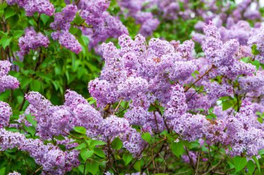 Şırınga. Yaprakların arka planında çiçek açan leylak dalları. Çiçek açan leylaklar..