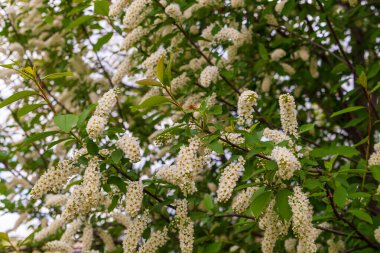 Kuş kirazının çiçek açan dalları. Prunus padus, kuş kirazı, böğürtlen, böğürtlen ya da mayday ağacı olarak bilinir. Kuş kirazının yemyeşil çiçeği. Baharda kuş kirazı.