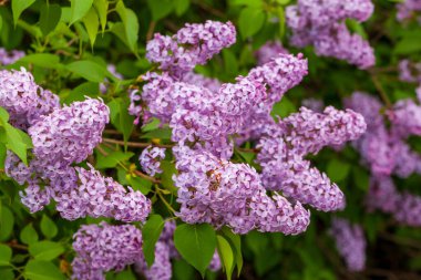 Çiçek açan leylaklar. Yaprakların arka planında çiçek açan leylak dalları. Şırınga.