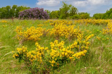 Caragana. Steppe Acacia. Sarı çiçekli Steppe çalısı. Karaganın yemyeşil çiçekleri.