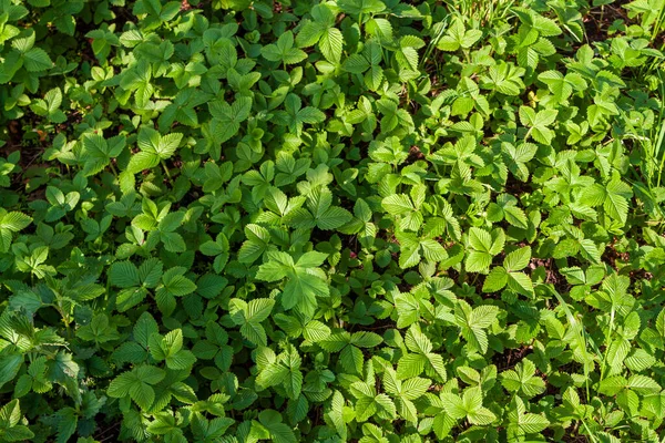 Tle Liści Truskawek Wiosną Bujne Zarośla Truskawek — Zdjęcie stockowe