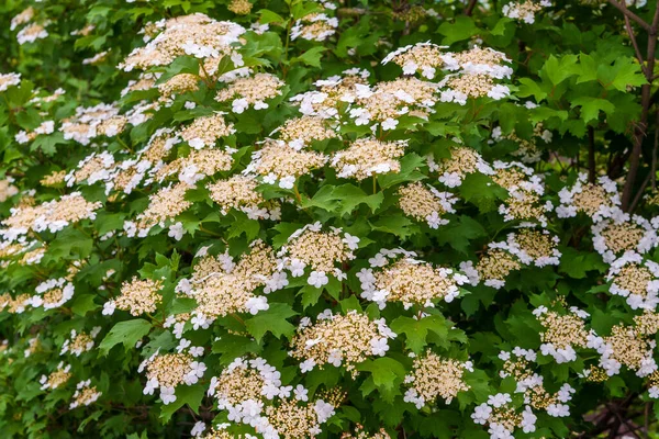 Ungewöhnliche Blüte Weiße Blütenstände Von Viburnum Üppig Blühendes Viburnum Viburnum — Stockfoto