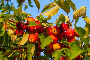 Mavi gökyüzüne karşı olgun kırmızı elmalarla dallar. Zengin kırmızı elma hasadı.