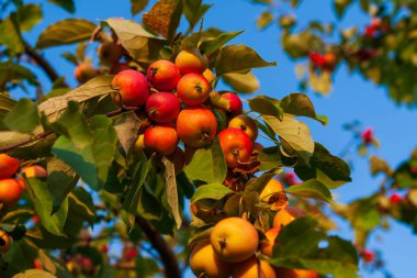 Mavi gökyüzüne karşı olgun kırmızı elmalarla dallar. Güneşin aydınlattığı büyük bir demet kırmızı elma..