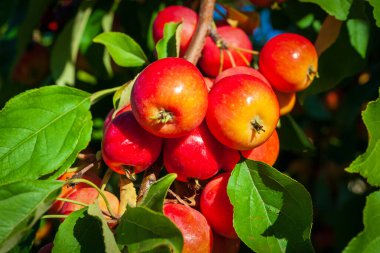 Kırmızı olgun elmalardan oluşan bir dal. Elma bahçesi. Zengin elma hasadı.