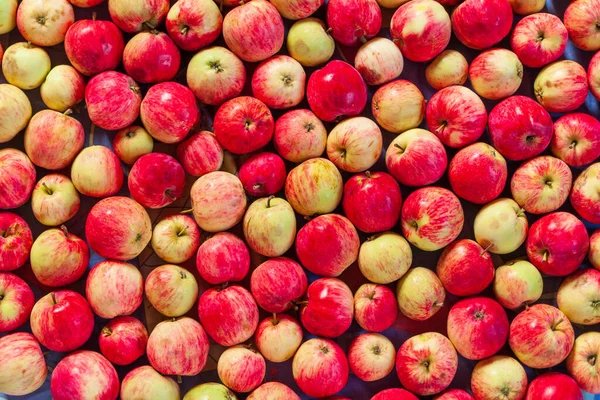 Pozadí Červené Žluté Zralé Rustikální Jablka Rozptyl Červených Žlutých Jablek — Stock fotografie