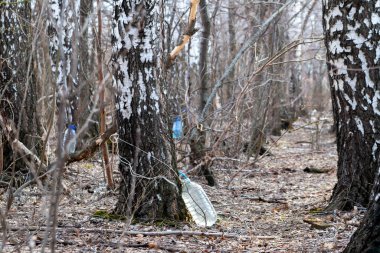 İlkbaharda huş ağacında huş ağacı özü koleksiyonu..