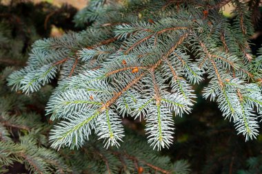Mavi ladin güzel dalı, ilkbahar öğleden sonra, yakın plan..
