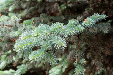 Mavi ladin güzel dalı, ilkbahar öğleden sonra, yakın plan..