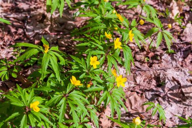 Ormanda yemyeşil bahar çiçekleri. Çuha çiçekleri ilkbahardır. Bahar ormanındaki ilk çiçekler. 