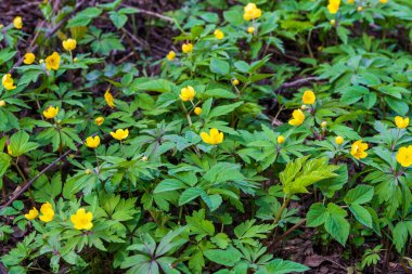 Ormanda yemyeşil bahar çiçekleri. Anemonoides nemorosa. Çuha çiçekleri ilkbahardır. Bahar ormanındaki ilk çiçekler. 