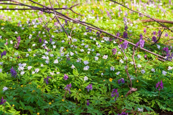 Lush bloom of spring flowers in the forest. Primroses are spring. The first flowers in the spring forest. Anemonoides nemorosa.