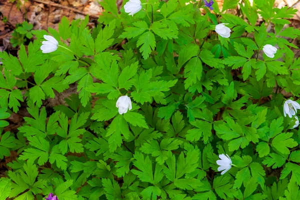 Lush bloom of spring flowers in the forest. Anemonoides nemorosa. Primroses are spring. The first flowers in the spring forest.