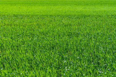 Arka plan olarak genç yeşil çimenler. Yeşil sulu bir ot tarlası..