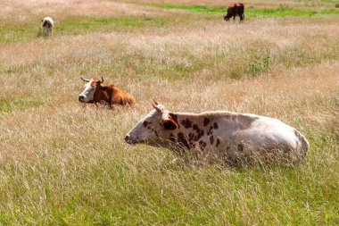 İnekler öğleyin çayırda dinlenirler. İneklerin öğle uykusu.