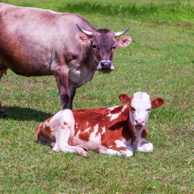 Tatlı bir buzağı ile bir köy ineği bize tuhaf bir şekilde bakıyor..