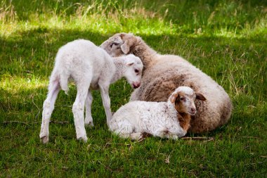 İki sevimli beyaz kuzu annelerine sokulur..