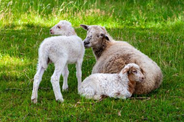 Annesiyle birlikte iki küçük beyaz kuzu bize tuhaf bir şekilde bakıyor. Gün ortası dinlenme.