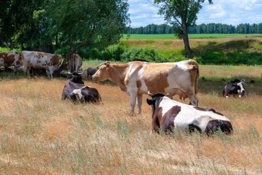 Tarlada otlayan inekler öğle vakti dinlenmek için uzandılar..