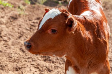 Düşünceli, parlak, kırmızı ve beyaz bir buzağının portresi..