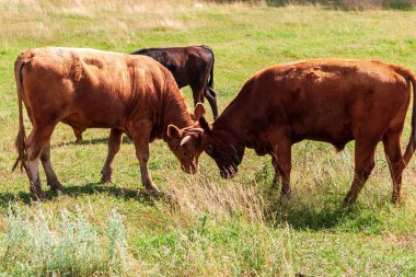 Young bulls butt lazily with each other. Educational games for young bulls.