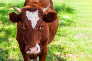 Alnında beyaz bir leke olan kırmızı bir inek, bize bakıyor, fotokopi alanı olan bir yeşillik zeminine karşı.
