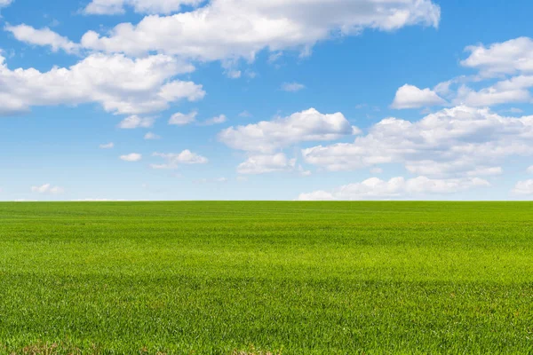 A huge beautiful field of winter rye extending beyond the horizon under a beautiful sky.