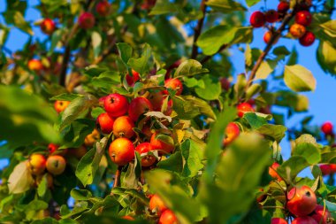 Güneşin aydınlattığı olgun kırmızı elma demetleri..