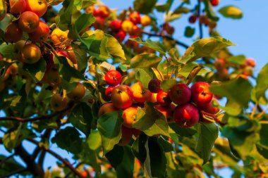 Elma ağacı, güneş tarafından aydınlatılan olgun kırmızı elmalarla dolu..