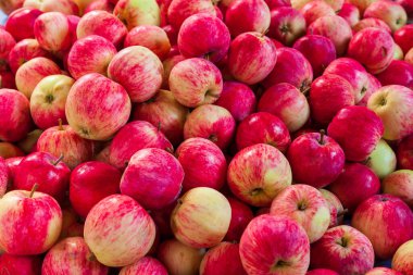 Arka plan olarak bir yığın olgun kırmızı elma. Kırmızı sulu elma hasadı.