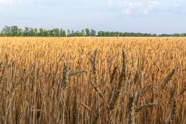 Güneşli bir günde olgun bir arpa tarlası.