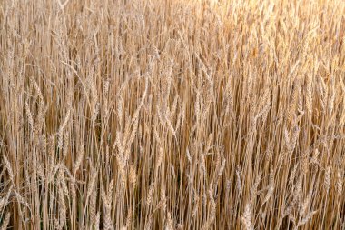 Tarımsal arka plan olarak tahıl tarlası. Olgun arpa kulakları.