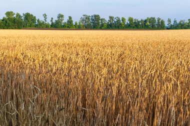Güneşli bir günde tahıl tarlası. Kenar mahallelerinde orman olan büyük bir tahıl tarlası..