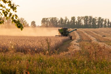 Akşamları tarlada hasatçı. Hasat kampanyası.