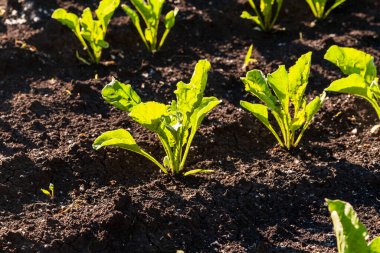 Tarlada taze şeker pancarı filizleri.