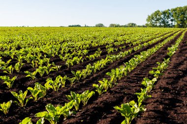 Tarımsal bir alana perspektiften bakan düz sıra şeker pancarları. Güneş tarafından aydınlatılan genç şeker pancarı filizleri.