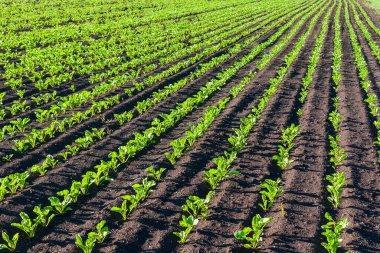 Şeker pancarı ekimi. Tarımsal bir alana perspektif olarak düzenli şeker pancarları.