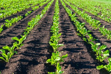 Tarımsal bir alana perspektif olarak sıralanmış şeker pancarları. Şeker pancarı ekimi.