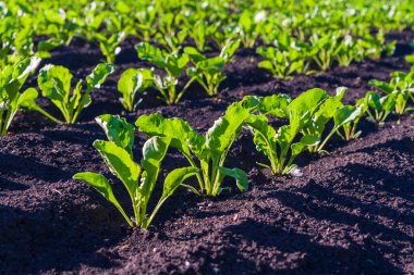 Şeker pancarı ekimi. Tarlada taze şeker pancarı filizleri.