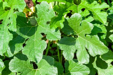 Güneş tarafından aydınlatılan kabak yapraklarından oluşan gür çalılar..