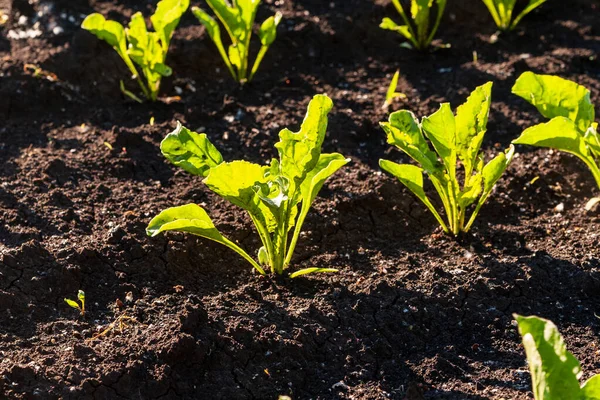 Tarlada taze şeker pancarı filizleri.