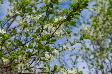 İlkbaharda bir elma ağacının çiçek açan dalları. Beyaz, çiçeklerden, bir elma ağacının dalları bahar gökyüzünün arka planında.