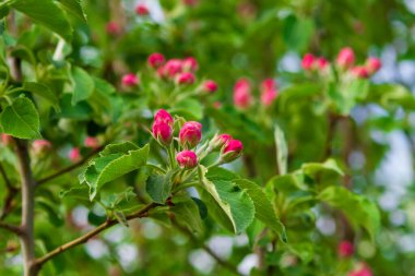 Açılmamış elma ağacı çiçeklerinin pembe tomurcukları. Yakın plan. Seçici odak.