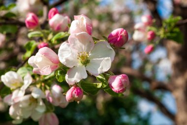 Elma ağacının narin pembe çiçekleri, yakın plan. Seçici odak.
