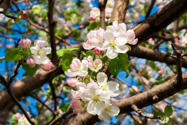 İlkbaharda bir elma ağacının çiçek açan dalları. Elma ağacının narin pembe çiçekleri. Yakın plan. Seçici odak.