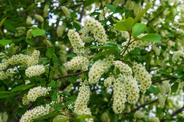 Beyaz kuş kirazı yemyeşil çiçeklerle doludur. Çiçekli beyaz kuş kirazı.. 