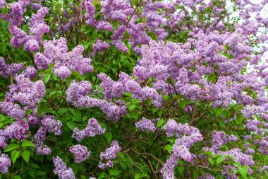 Çiçekli leylaklar. Pembe mor leylak çiçekleri.