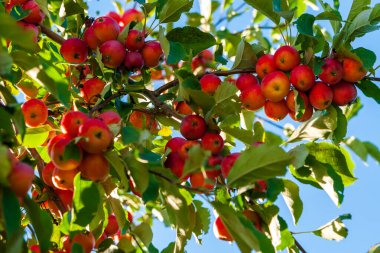Bir elma ağacının gölgesinde birçok kırmızı elma vardır. Mükemmel bir doğal vitamin hasadı..